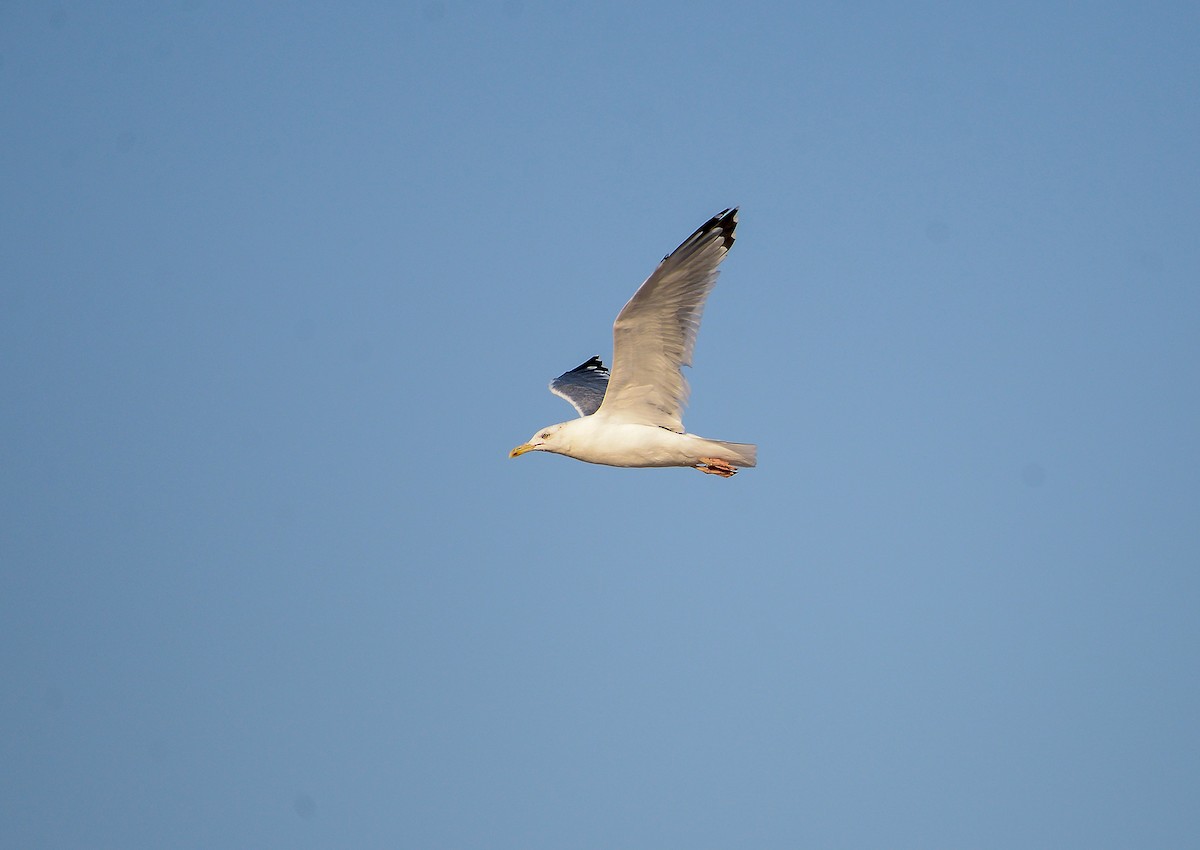 Lesser Black-backed Gull - ML411134901