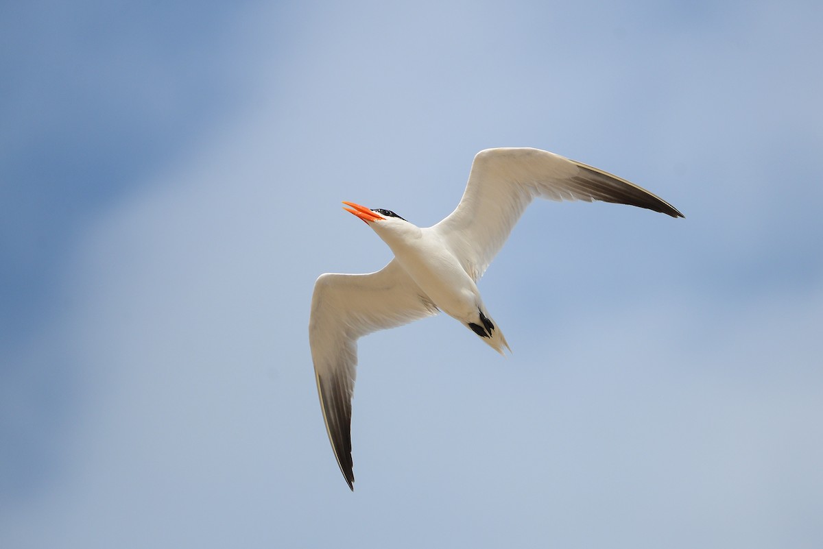 Caspian Tern - ML411135021