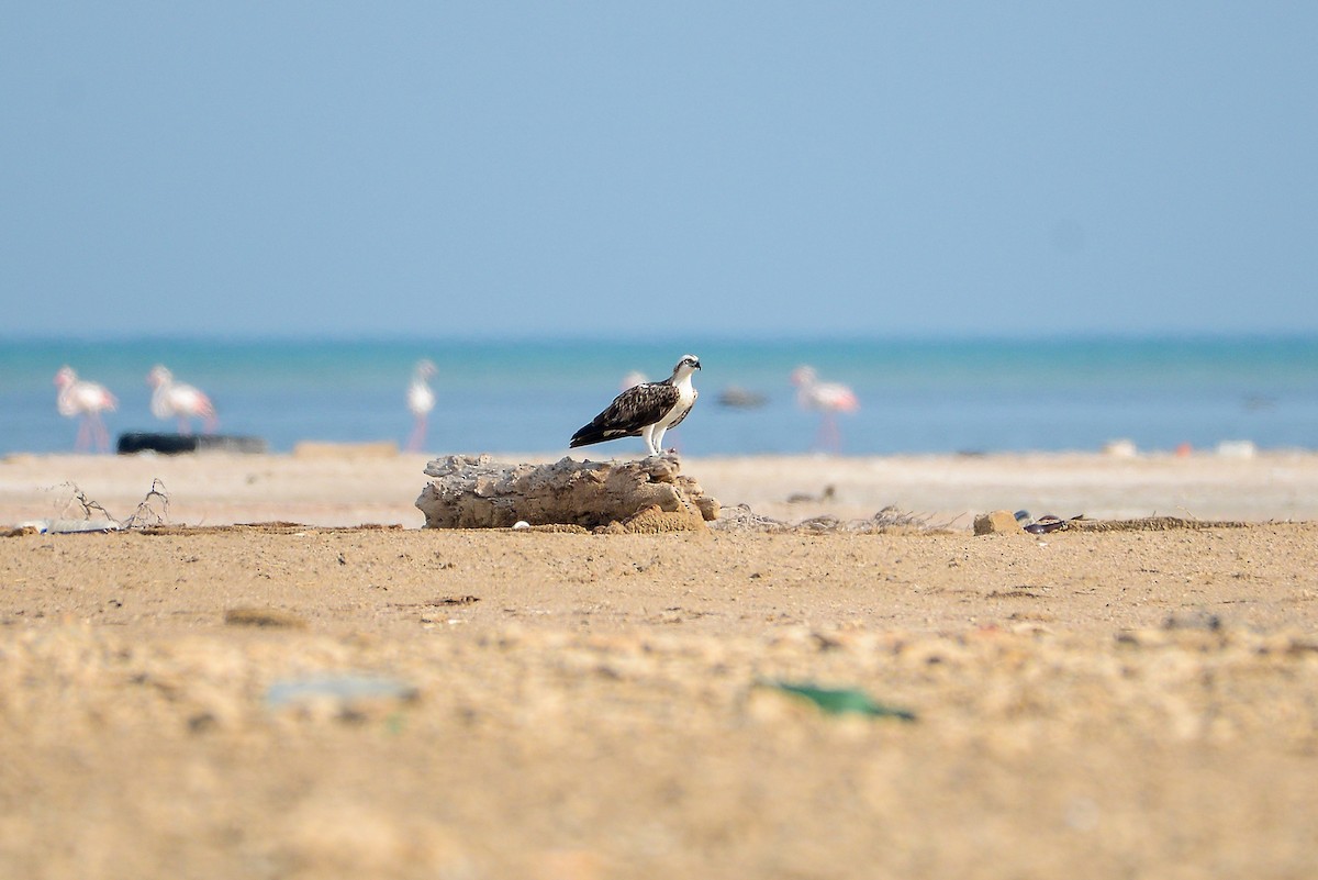 Osprey - ML411135051