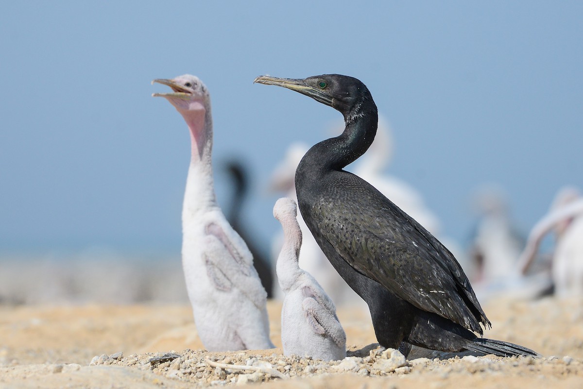 Socotra Cormorant - ML411135061