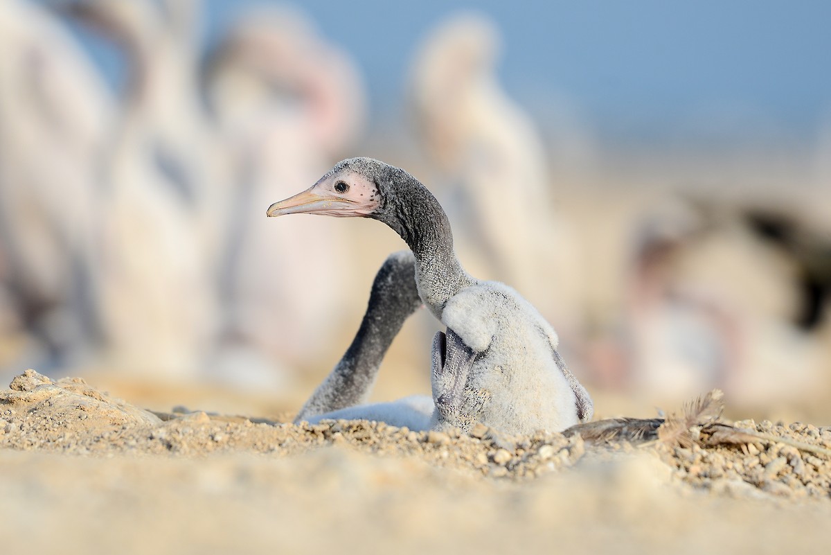 Socotra Cormorant - ML411135071