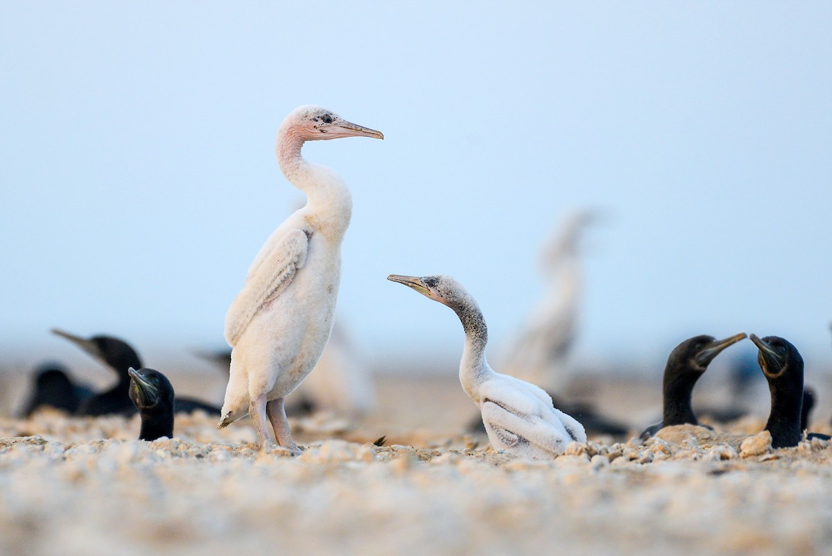 Socotra Cormorant - ML411135081