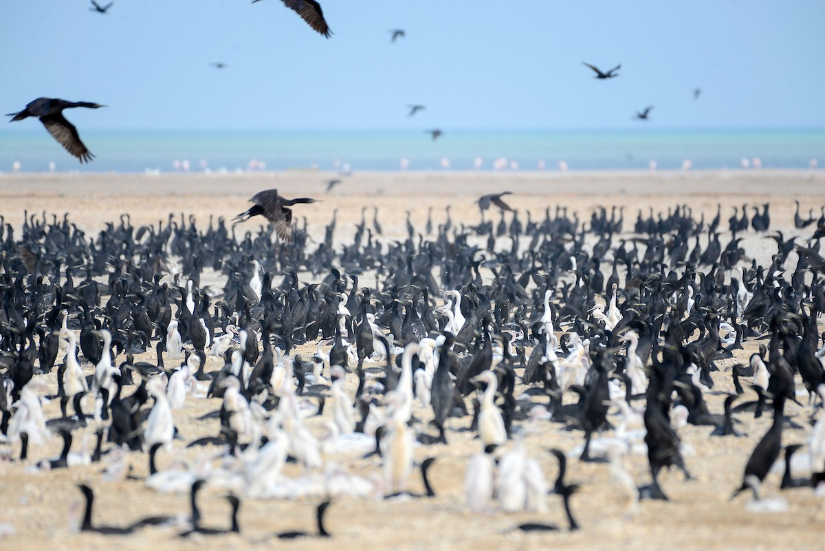 Socotra Cormorant - ML411135091