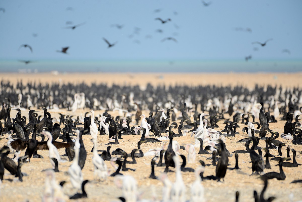 Socotra Cormorant - ML411135101