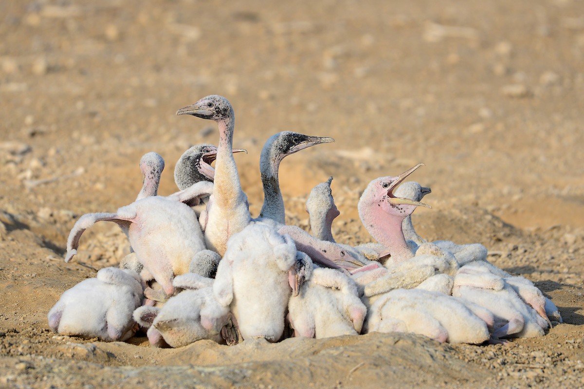 Socotra Cormorant - ML411135111