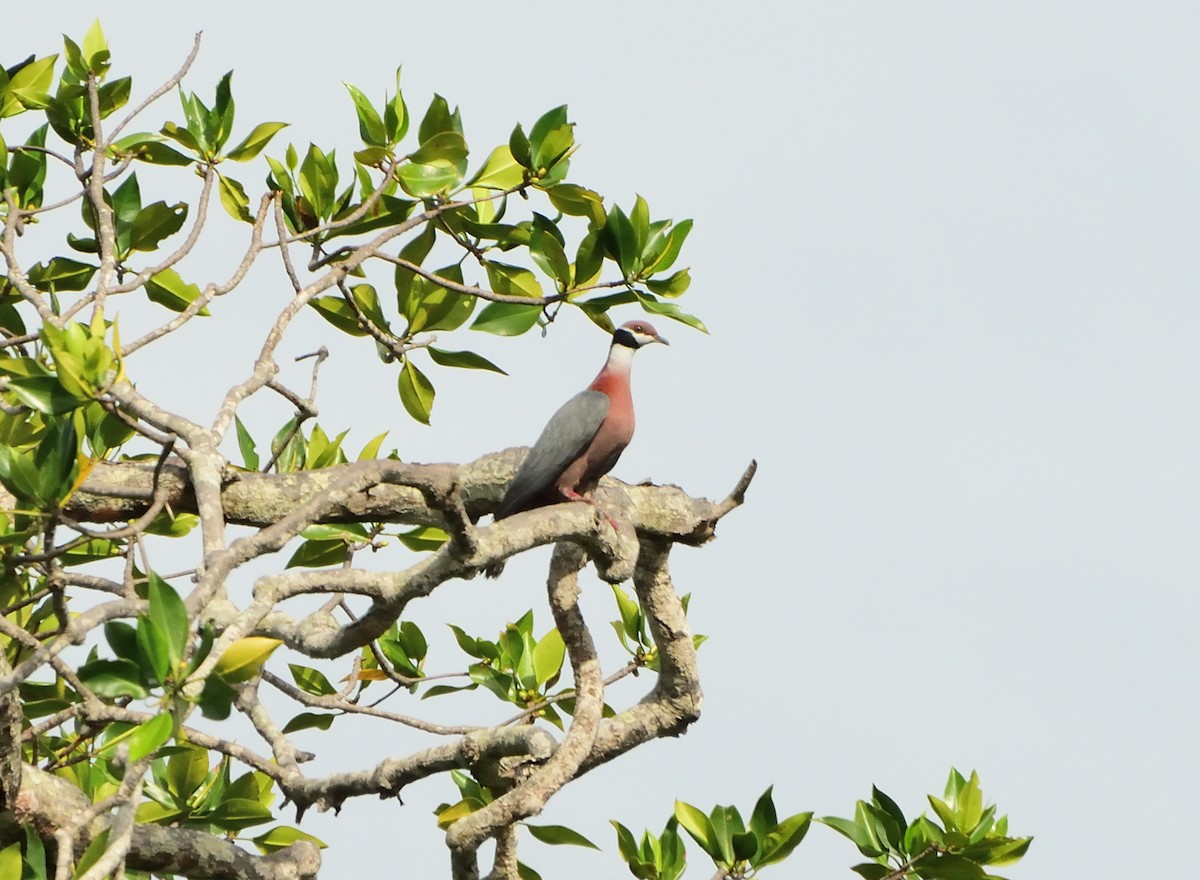 Collared Imperial-Pigeon - ML411135131