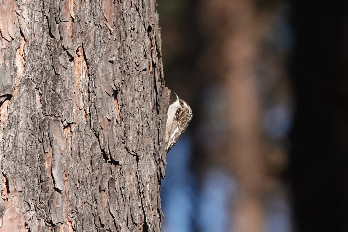 Brown Creeper - Barbara Blevins