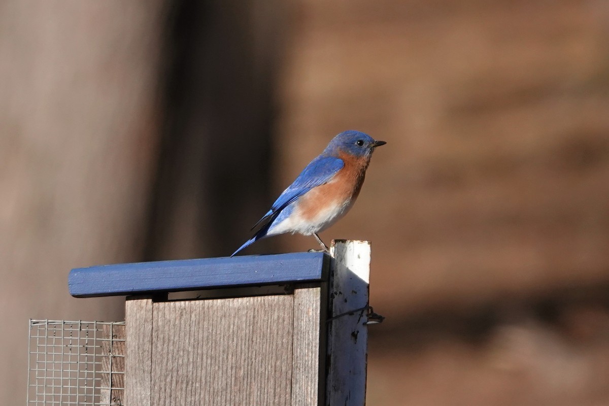 Eastern Bluebird - Barbara Blevins