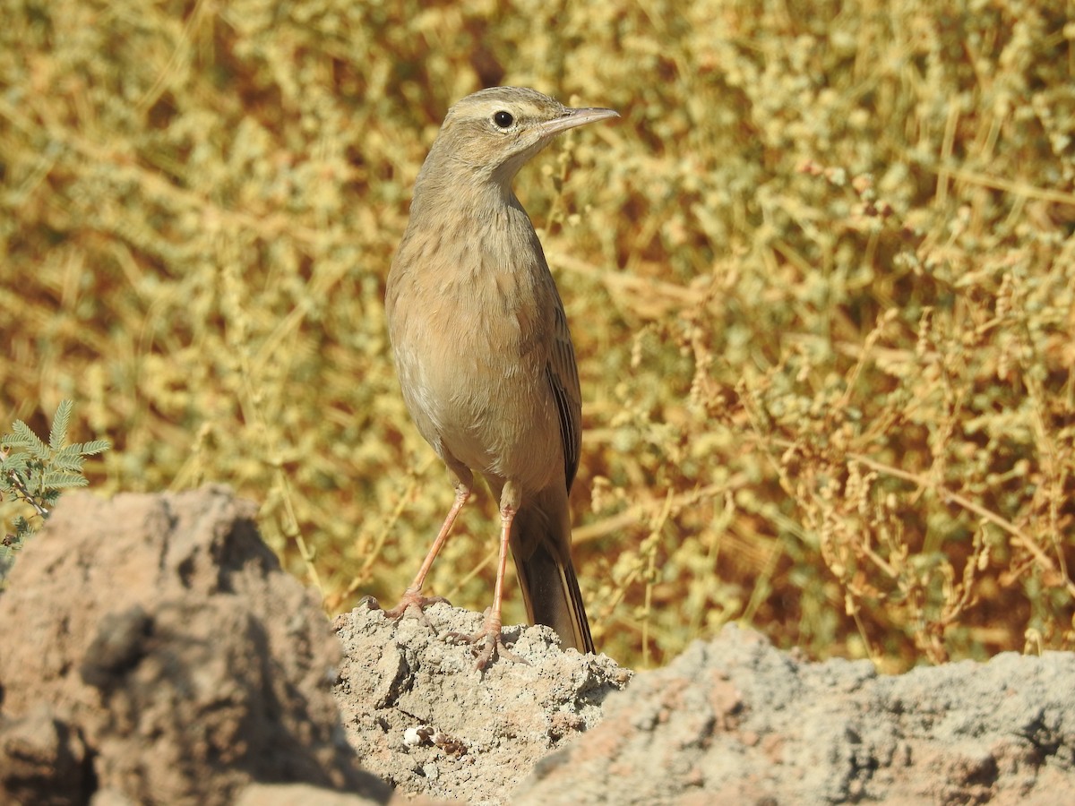 Long-billed Pipit (Persian) - ML411135981