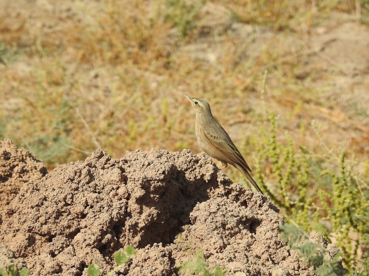 Long-billed Pipit (Persian) - ML411136031