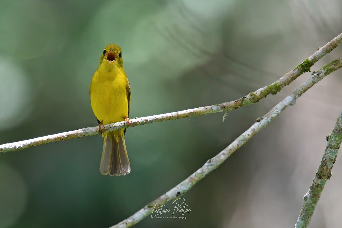 Citrine Canary-Flycatcher - ML411136821