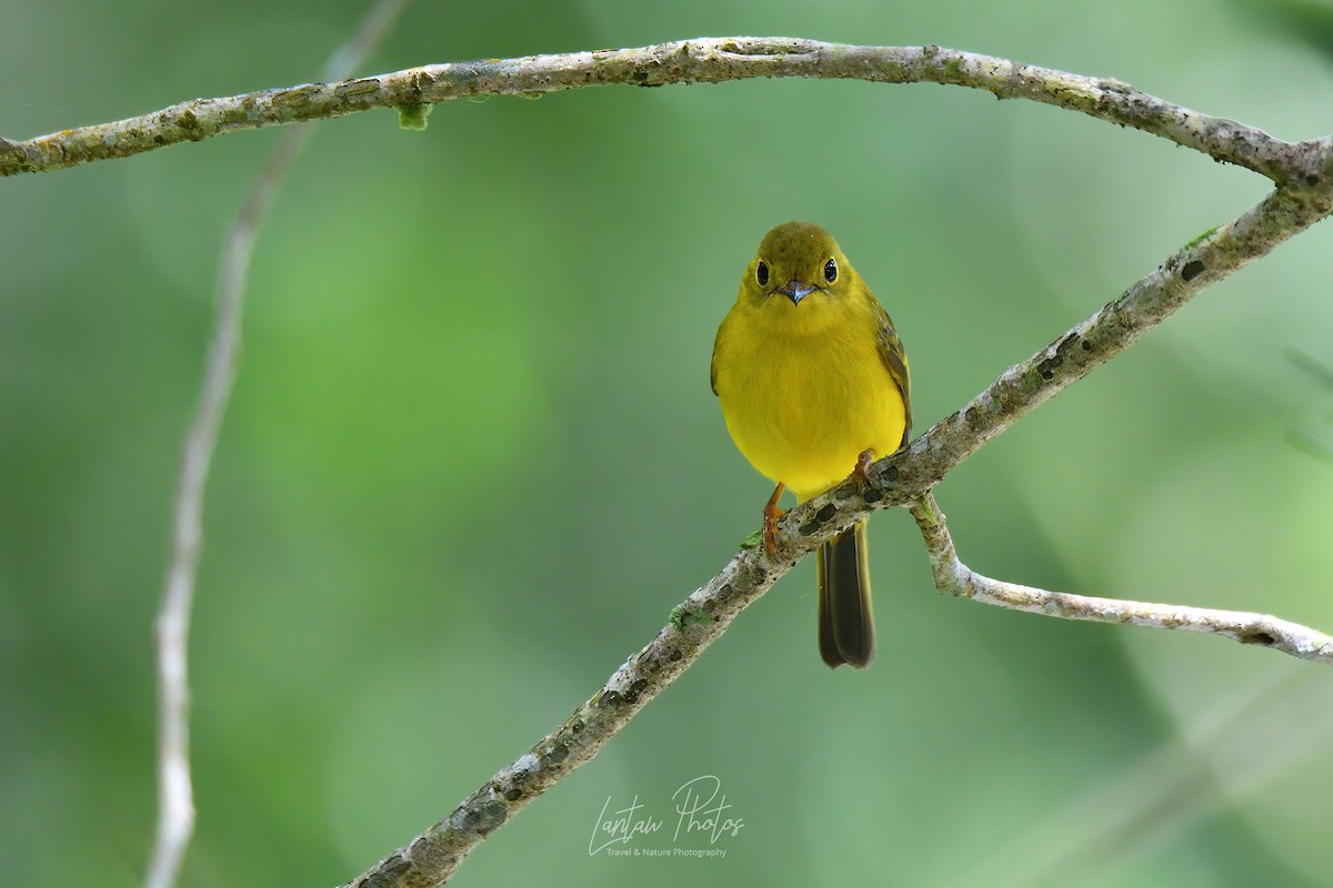 Citrine Canary-Flycatcher - Allan Barredo