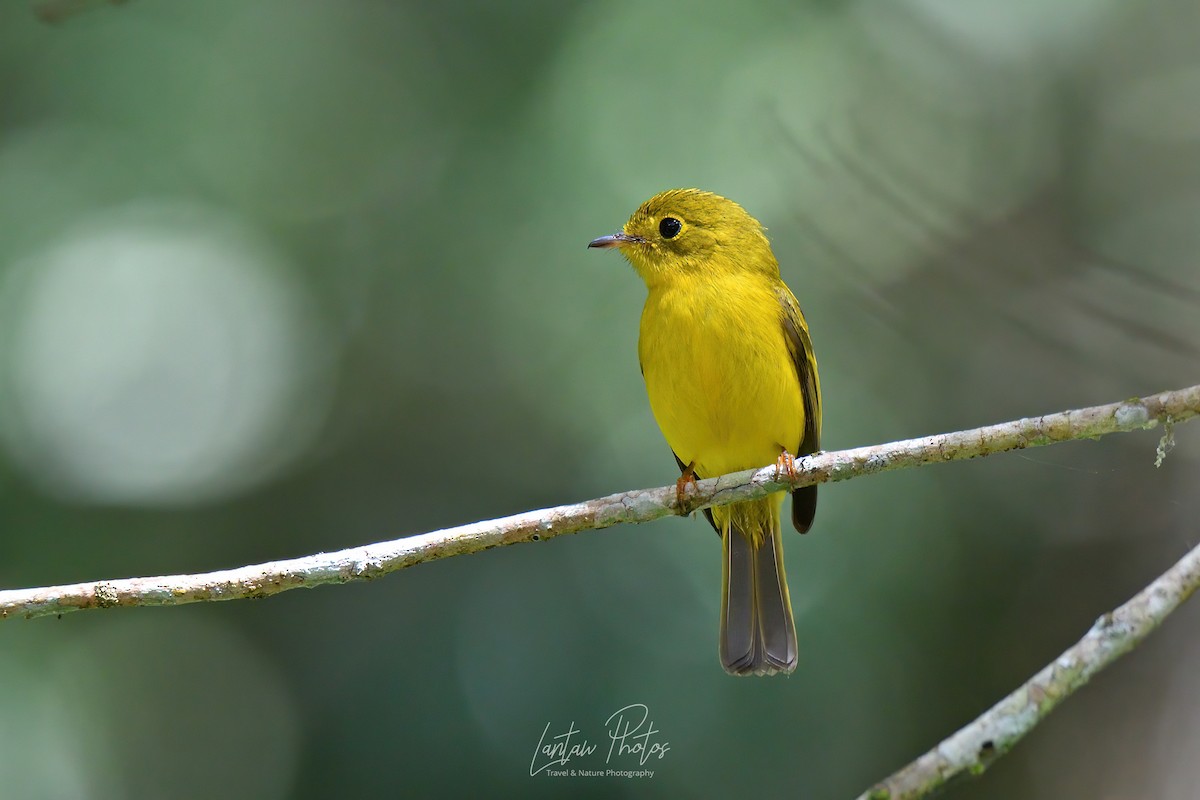 Citrine Canary-Flycatcher - ML411136841