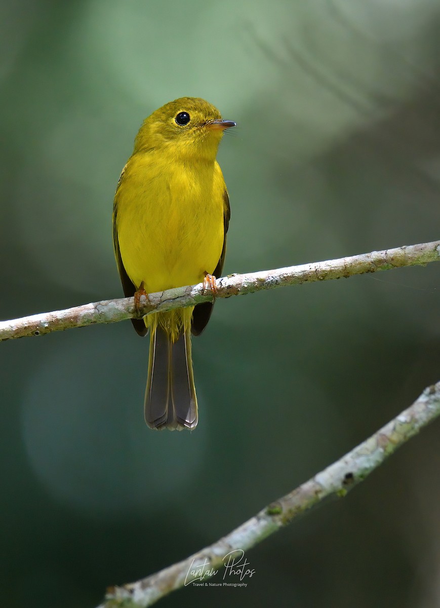 Citrine Canary-Flycatcher - Allan Barredo