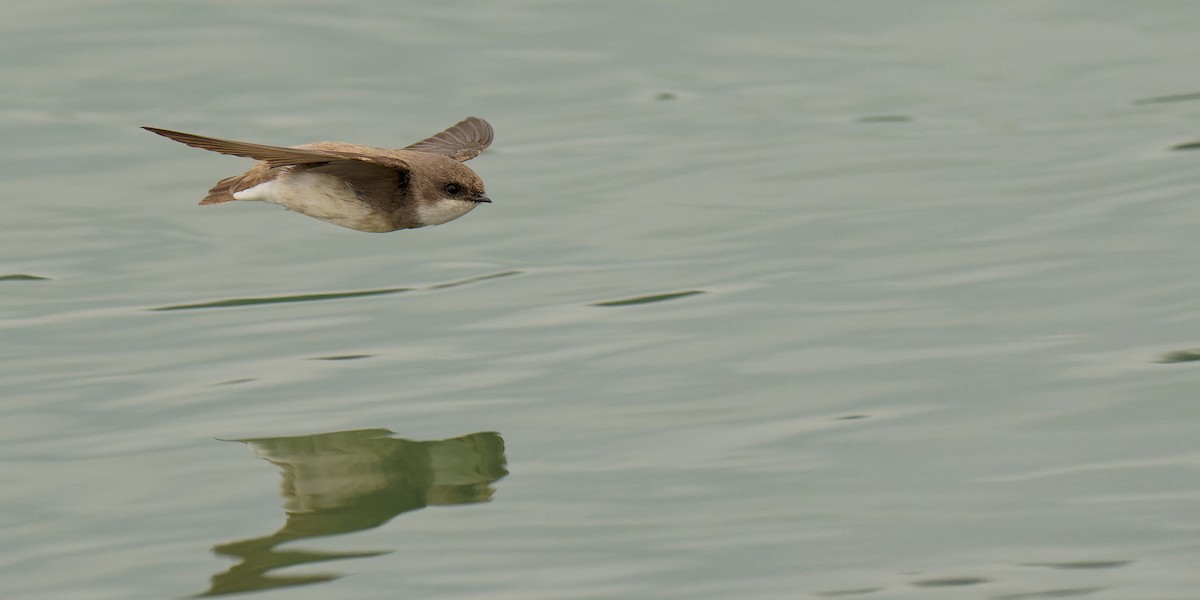 Pale Martin - ML411139201