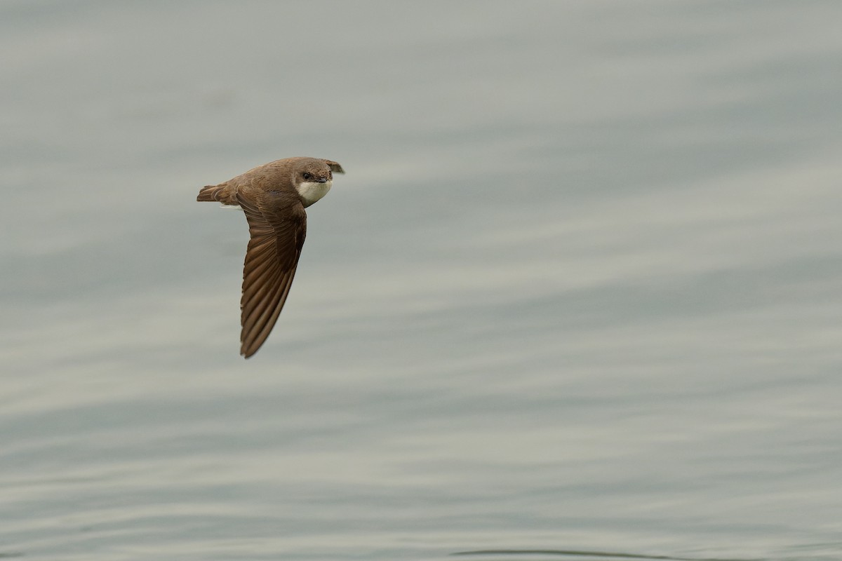 Pale Martin - ML411139211