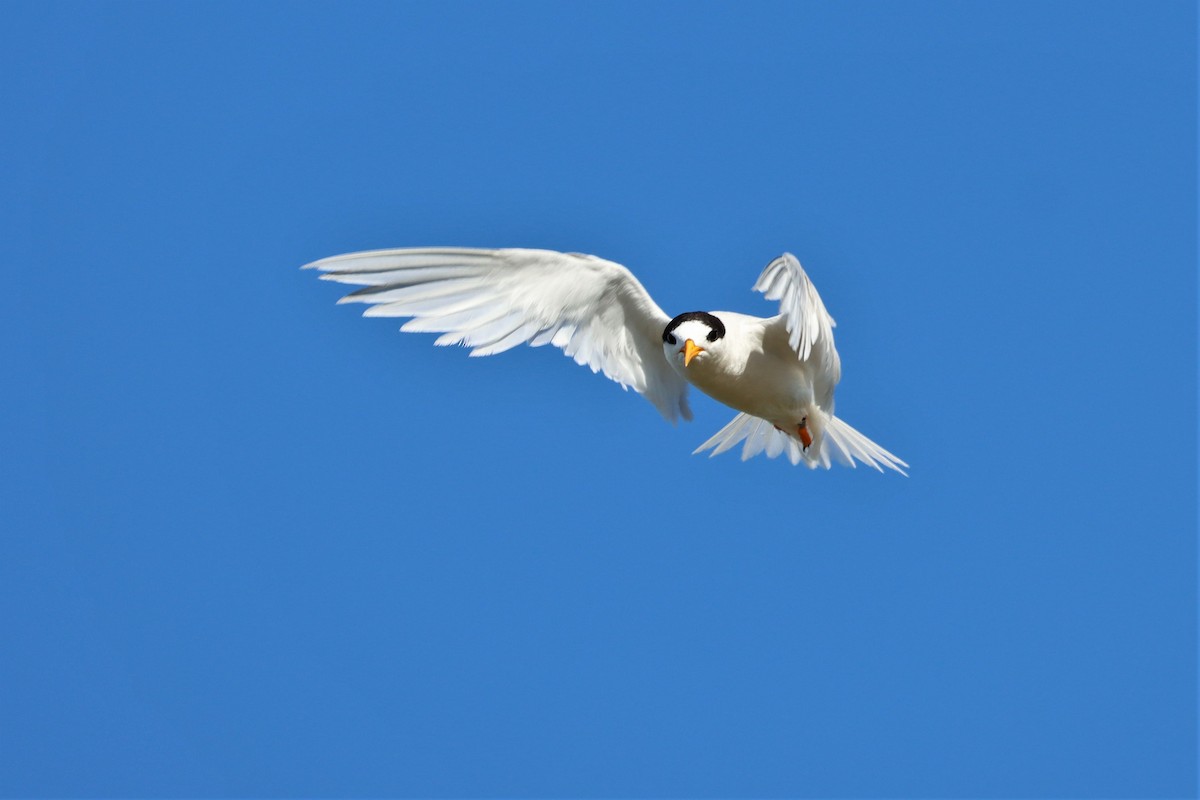 Australian Fairy Tern - Darcy Whittaker