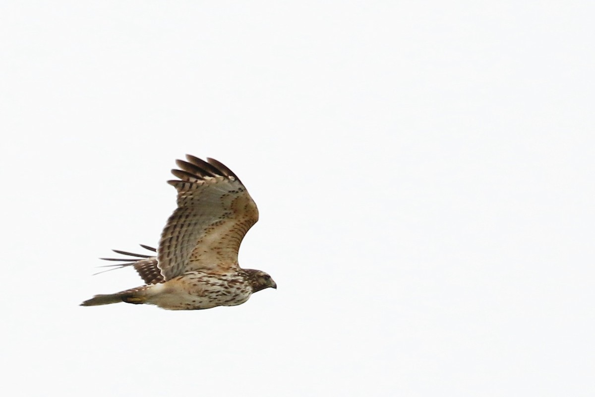 Red-shouldered Hawk - ML411139791