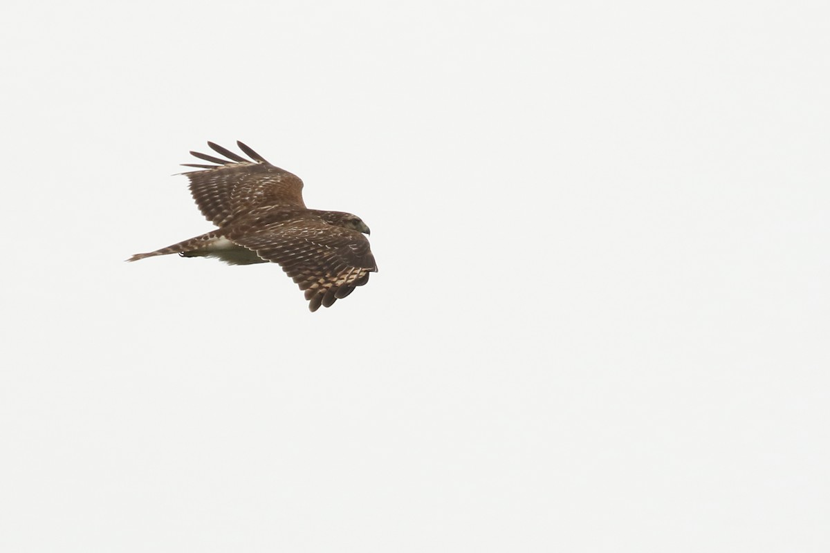 Red-shouldered Hawk - ML411139811