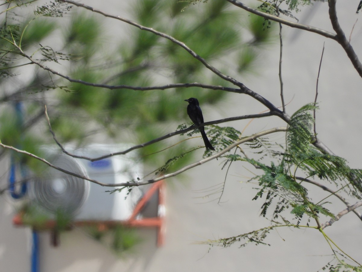 Black Drongo - Giovanni Tapang