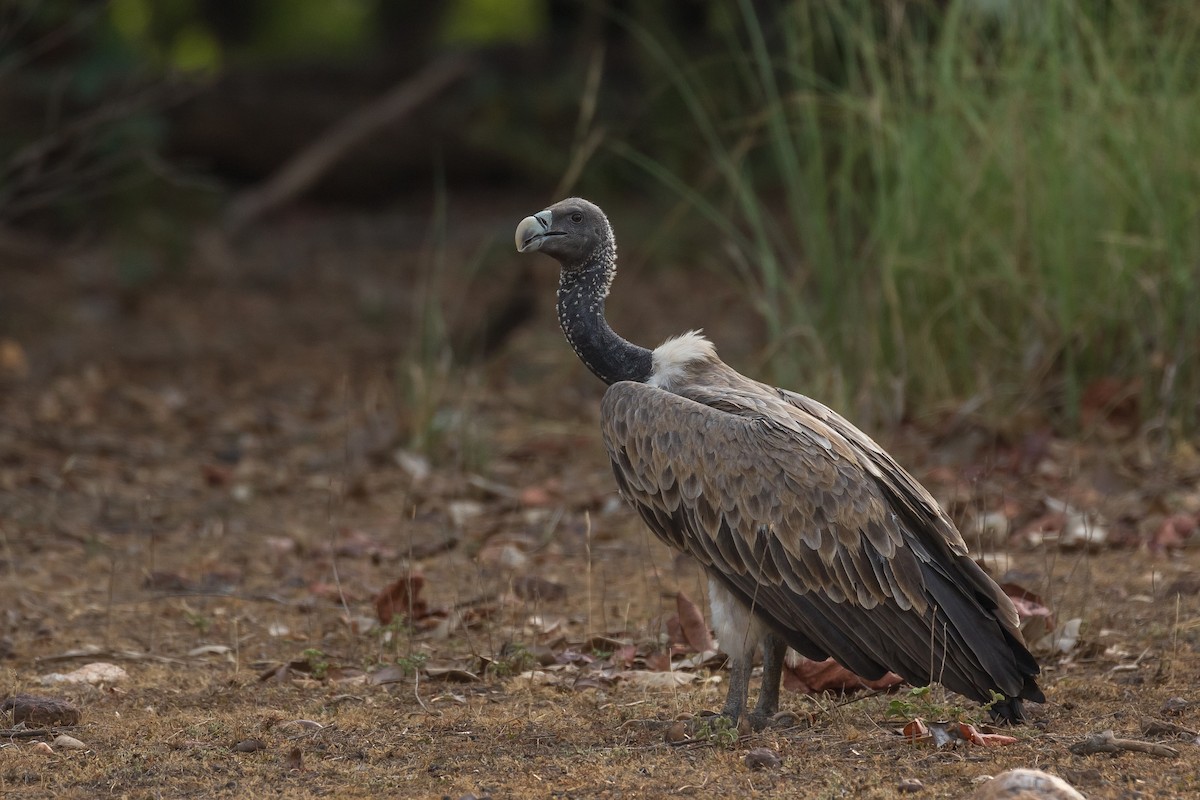 Indian Vulture - ML411144391