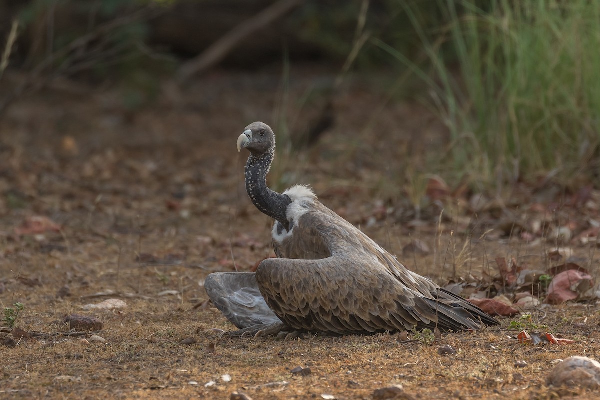 Indian Vulture - ML411144411
