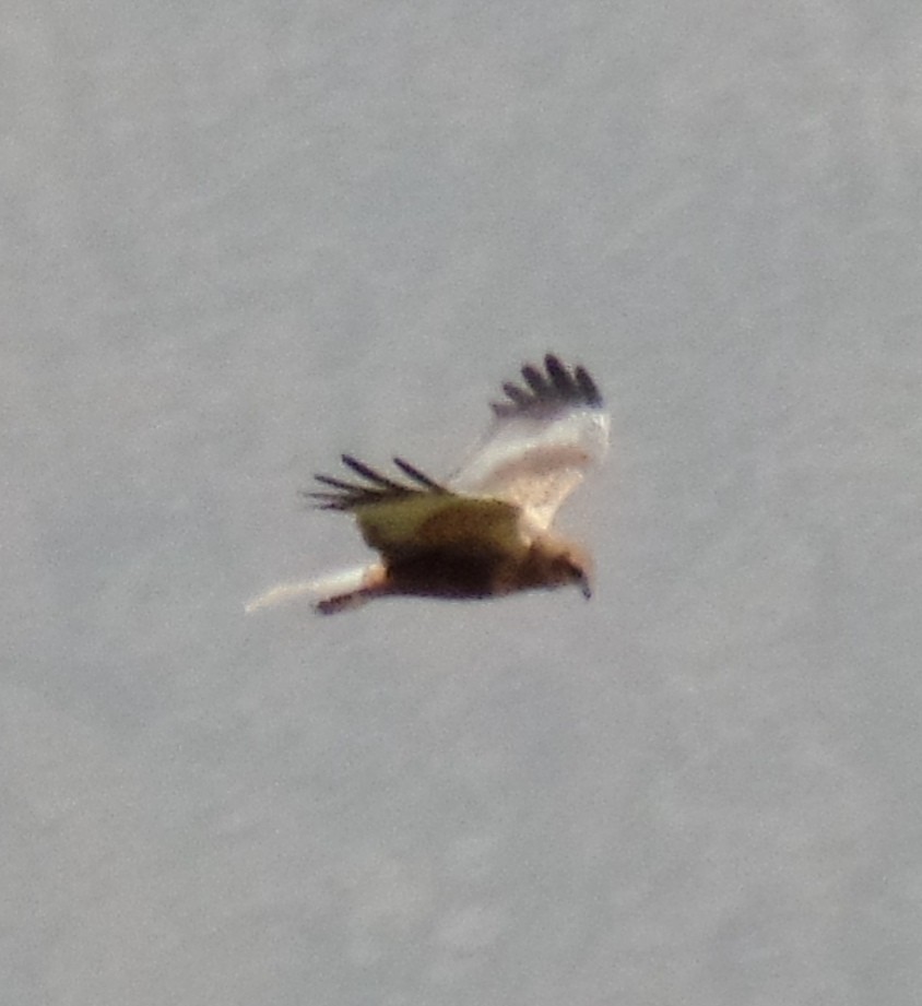 Western Marsh Harrier - ML411145141