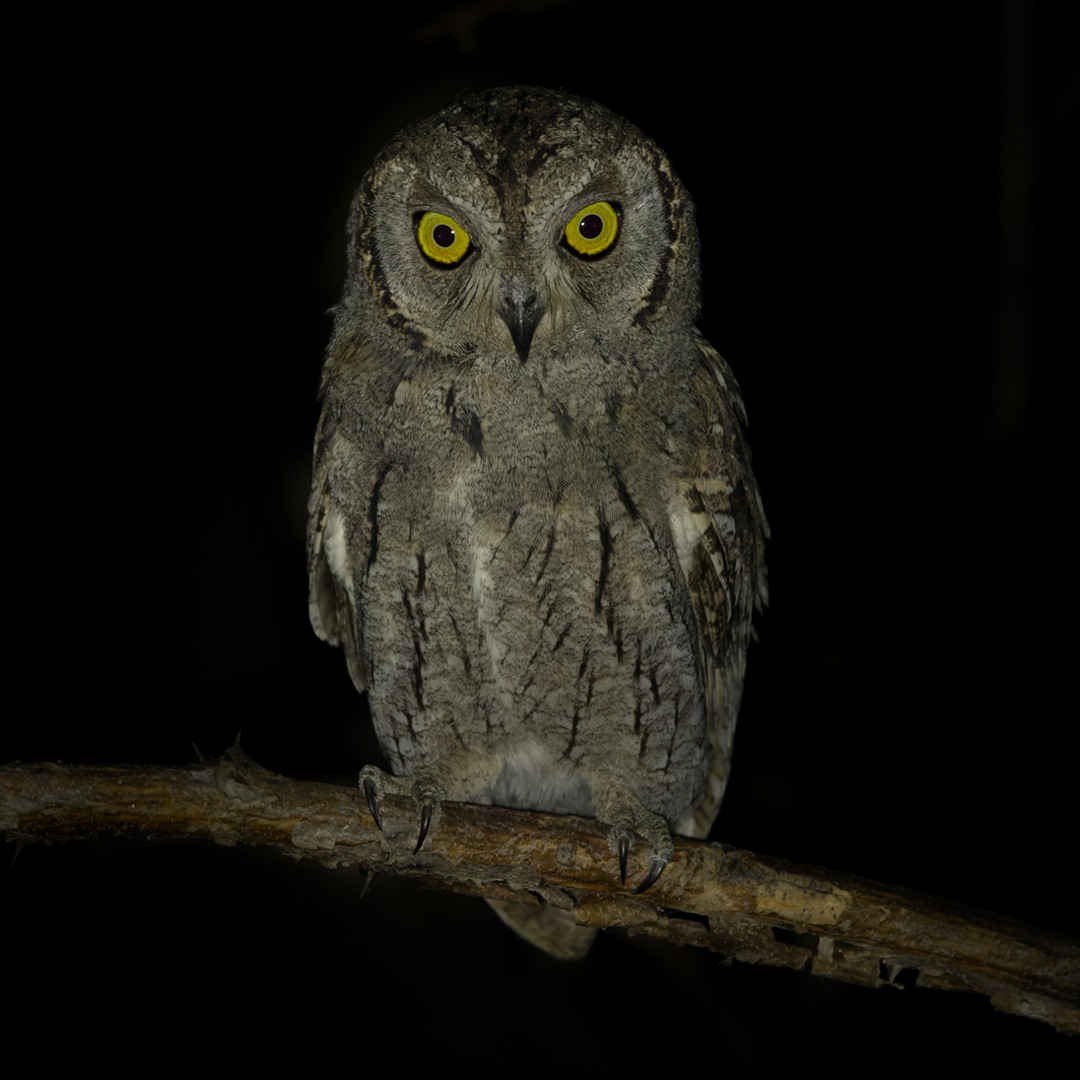 Arabian Scops-Owl - ML411146151