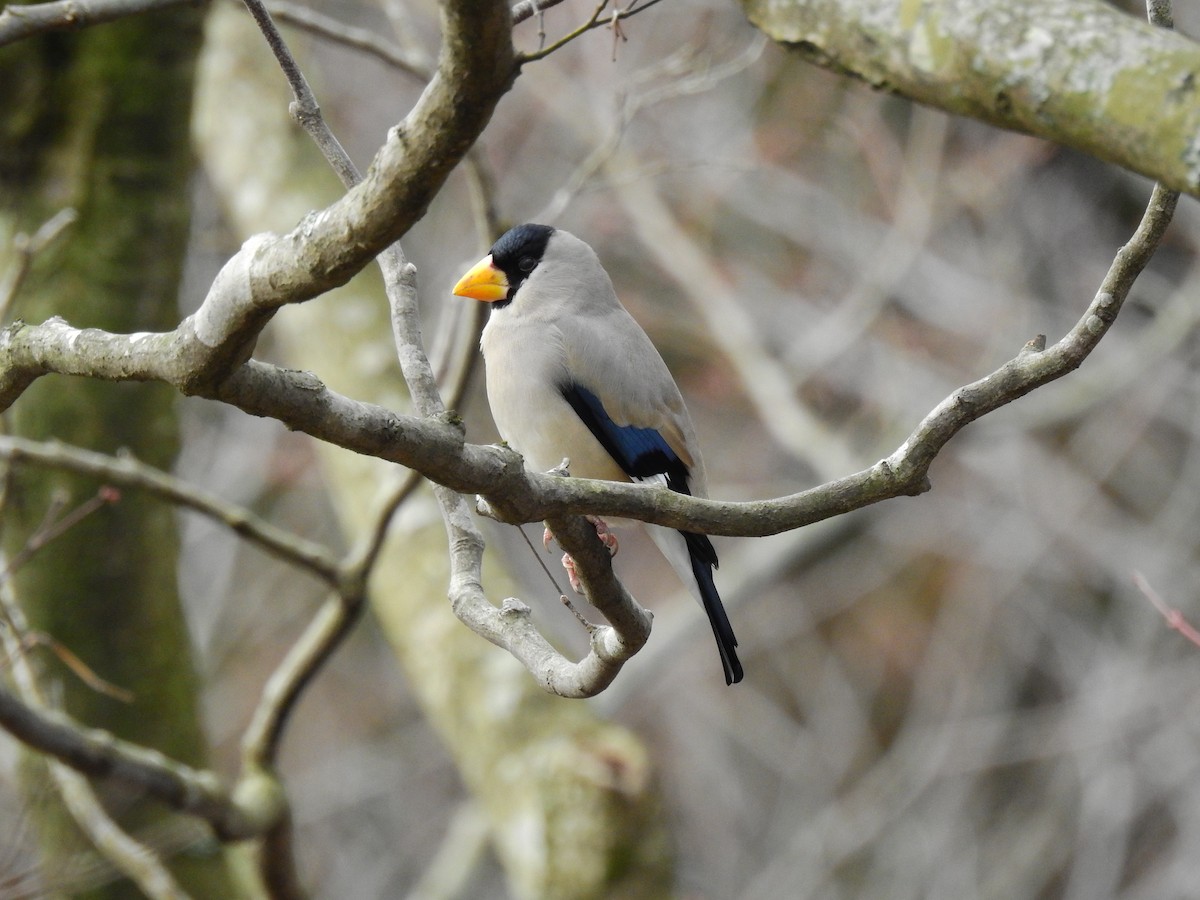 Japanese Grosbeak - ML411146421