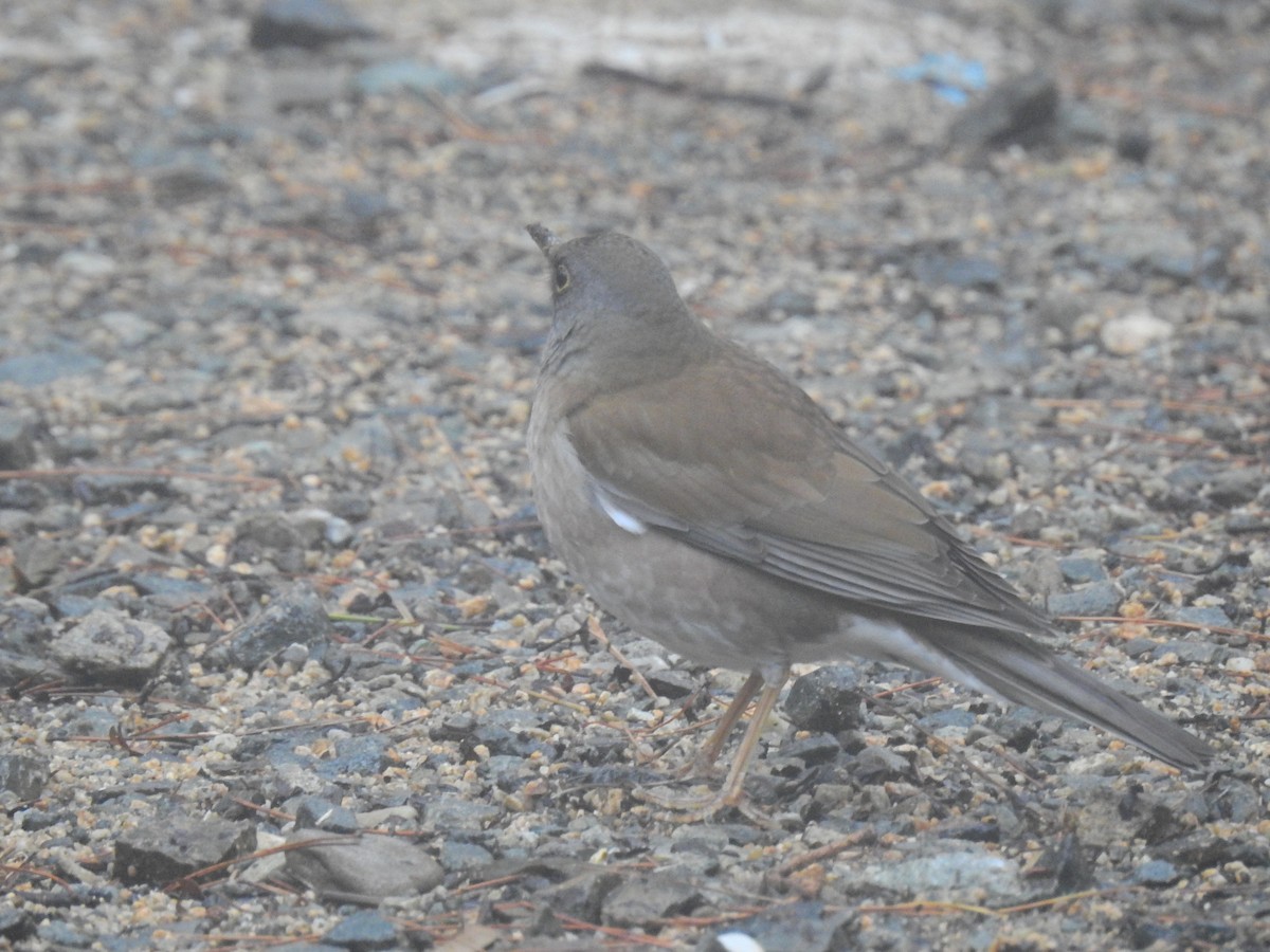 Pale Thrush - ML411146451