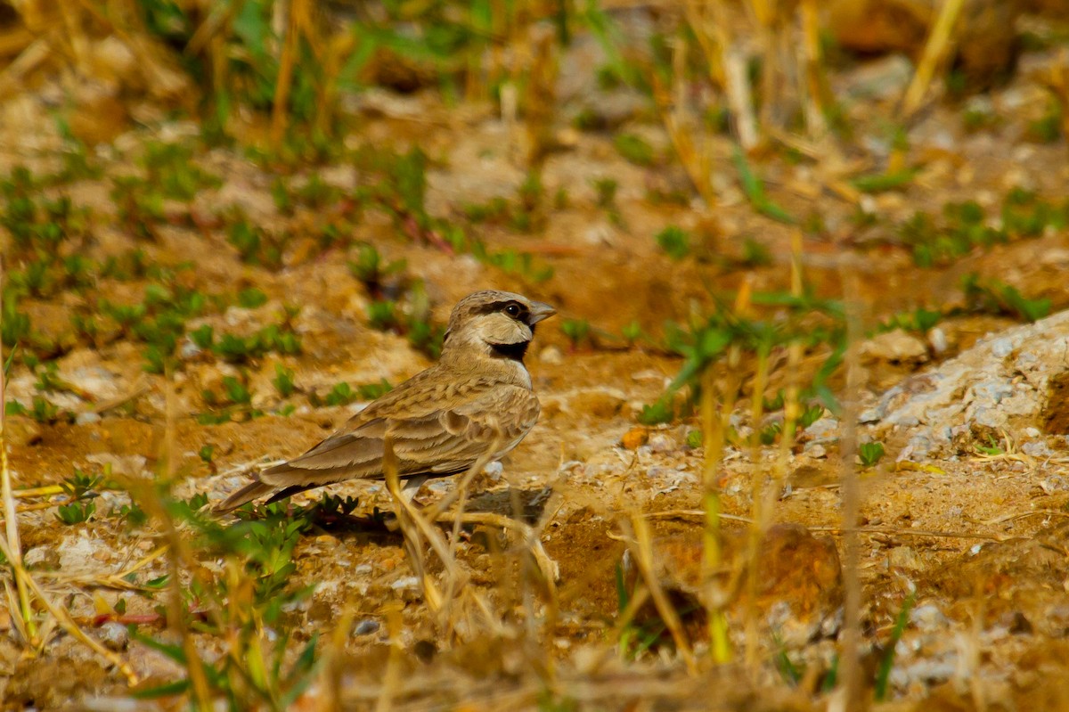 Ashy-crowned Sparrow-Lark - ML411146571