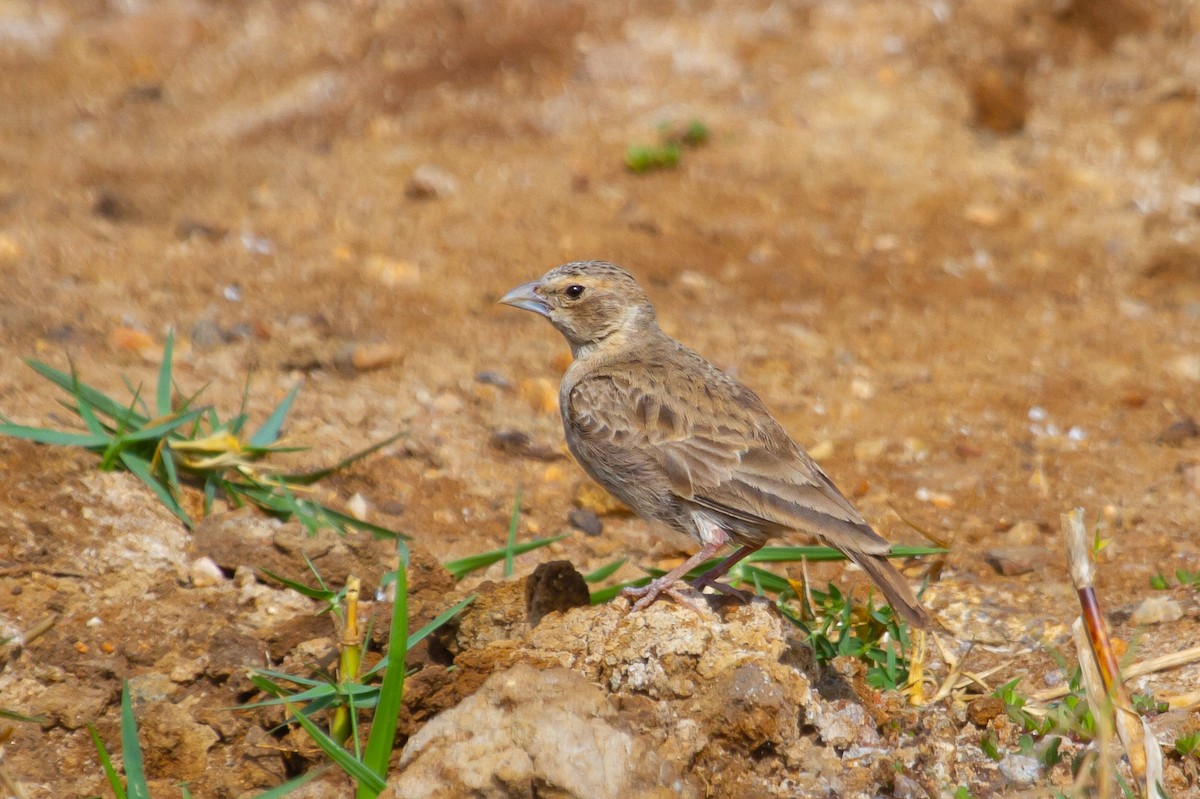 Ashy-crowned Sparrow-Lark - ML411146581