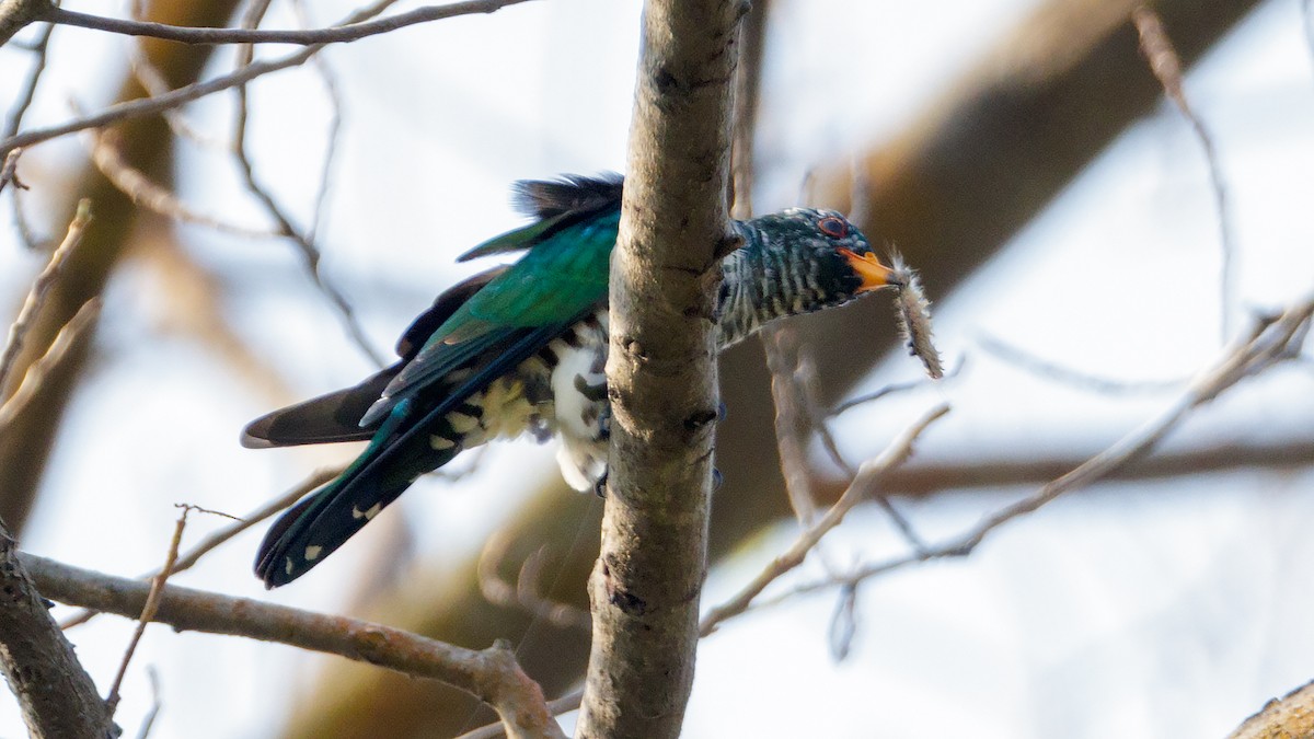 Asian Emerald Cuckoo - ML411146591