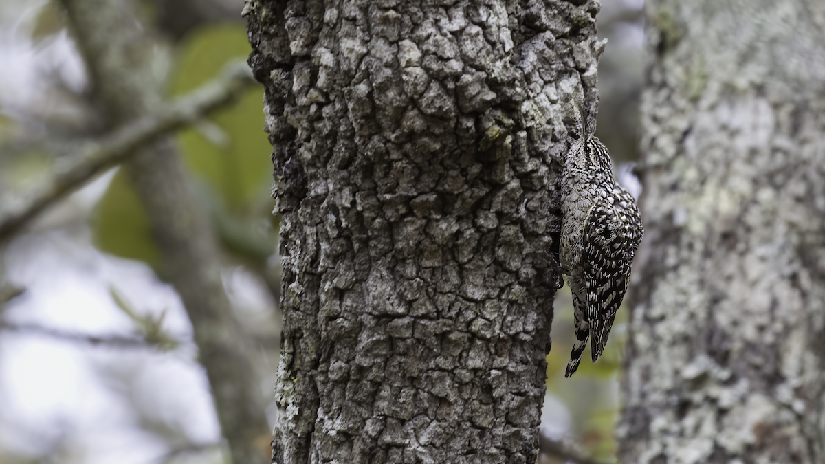 African Spotted Creeper - ML411146851
