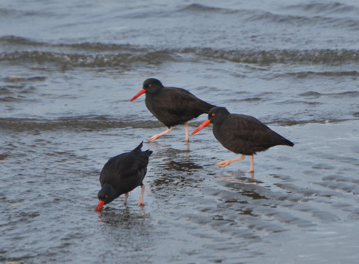 Black Oystercatcher - Carol Riddell