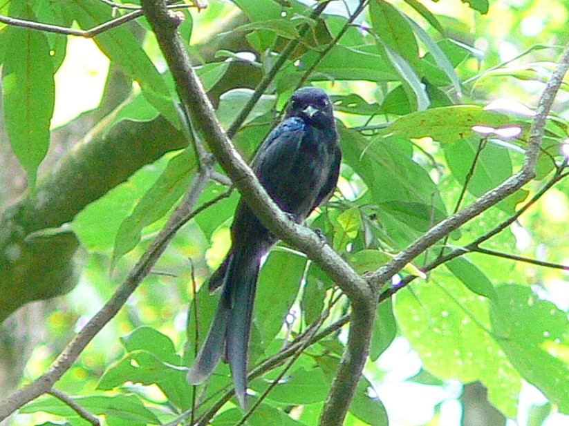 Bronzed Drongo - ML411148921