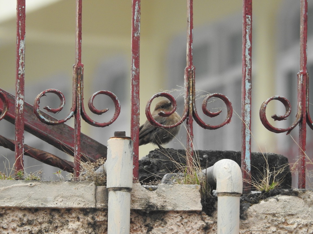 Brown Rock Chat - ML411149161