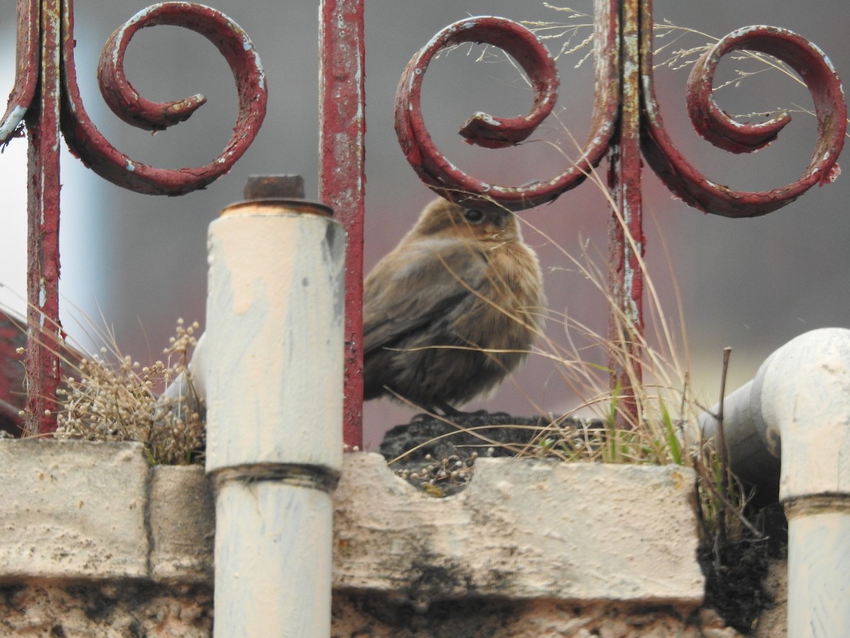 Brown Rock Chat - ML411149171