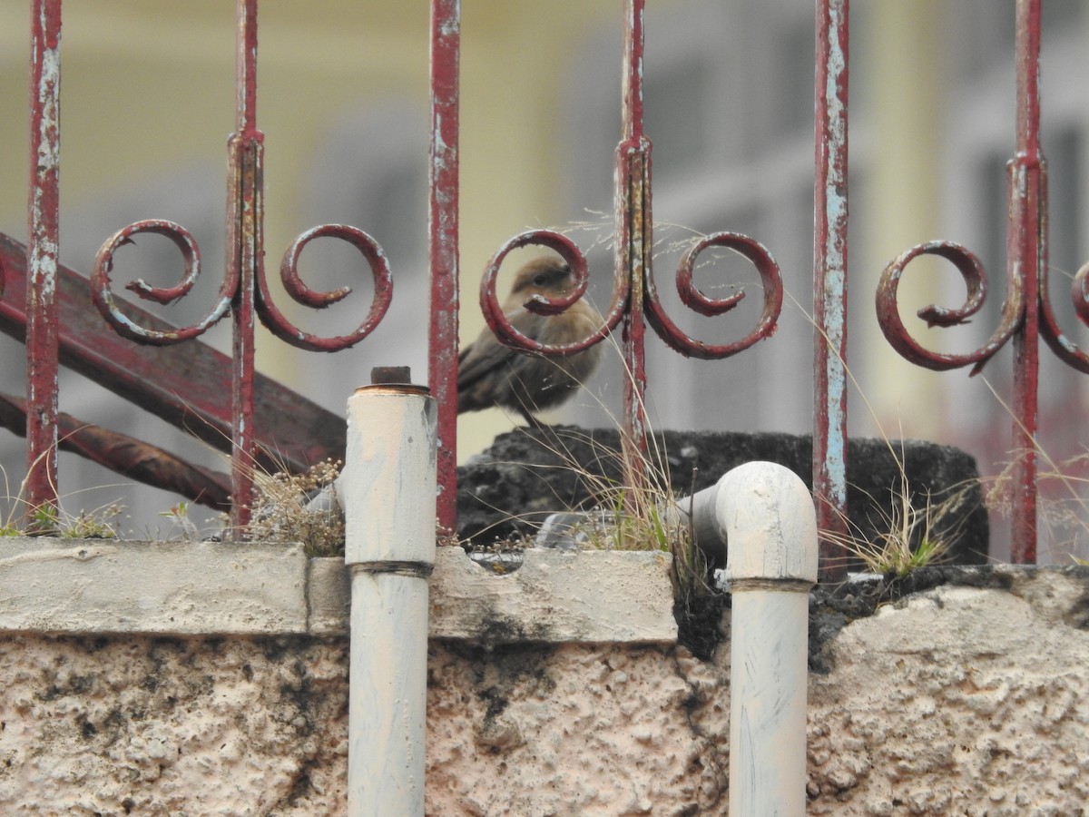 Brown Rock Chat - ML411149191