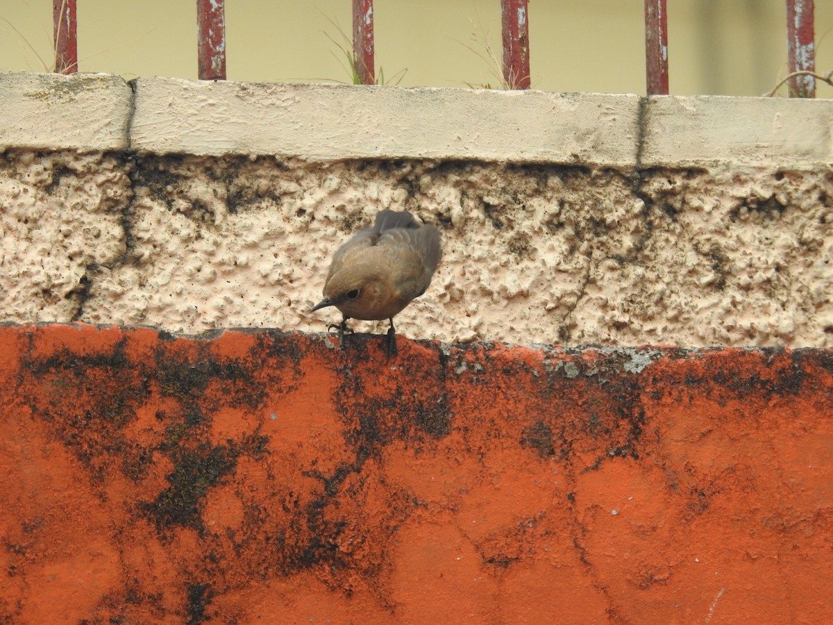 Brown Rock Chat - ML411149201