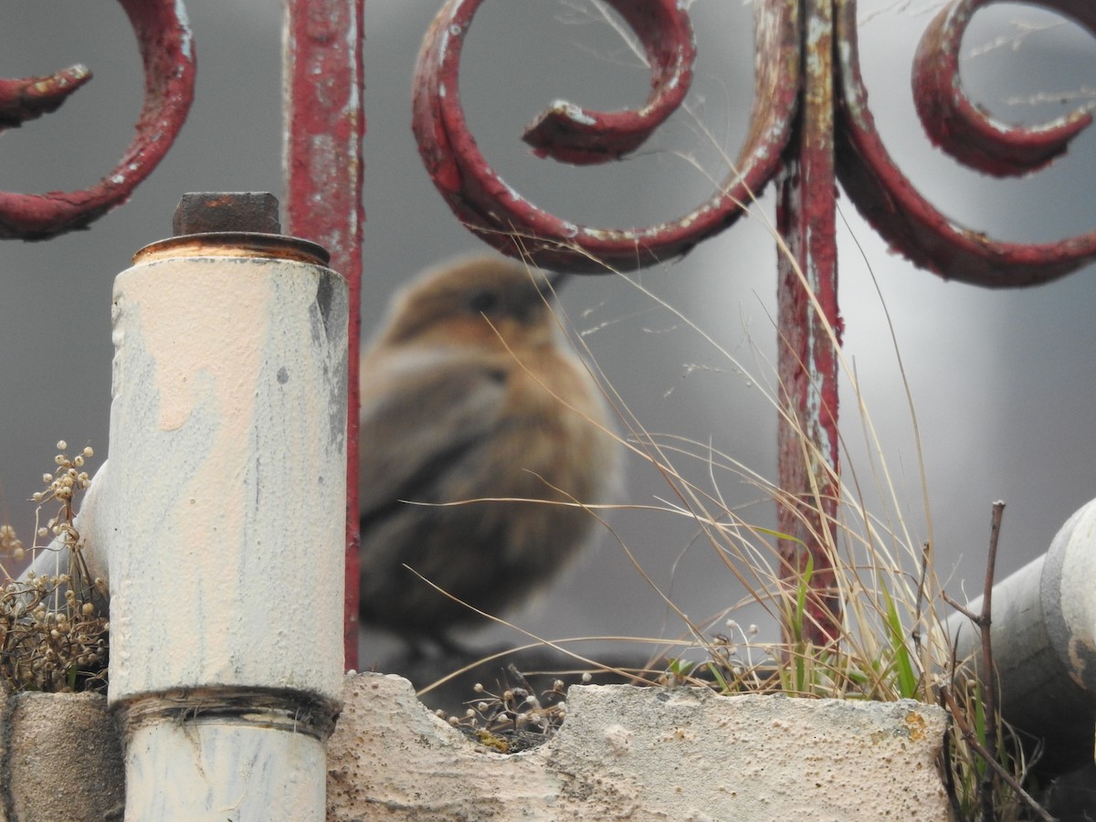 Brown Rock Chat - ML411149211
