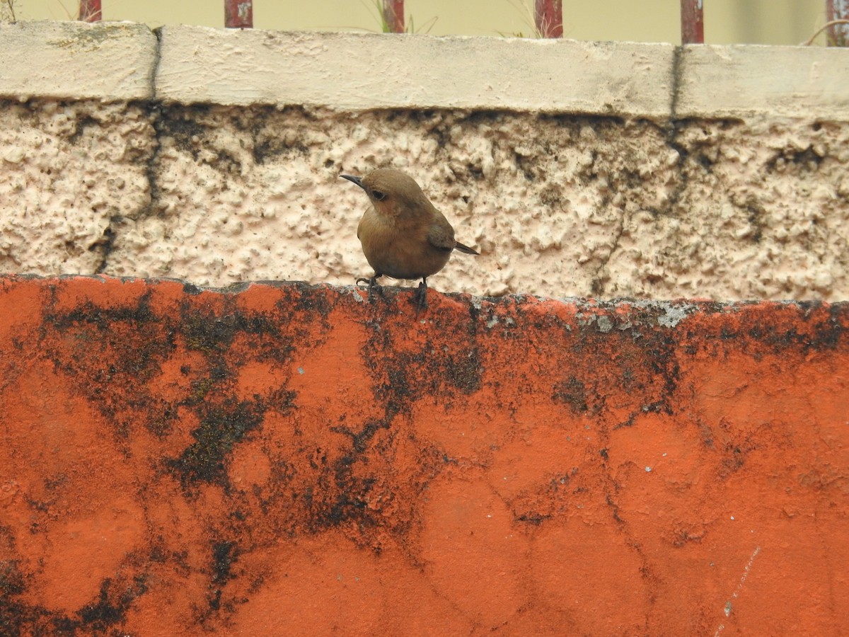 Brown Rock Chat - ML411149221