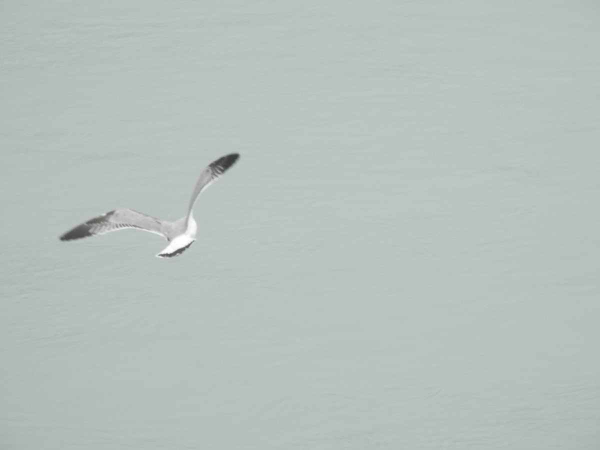 цахлай - ML411149241