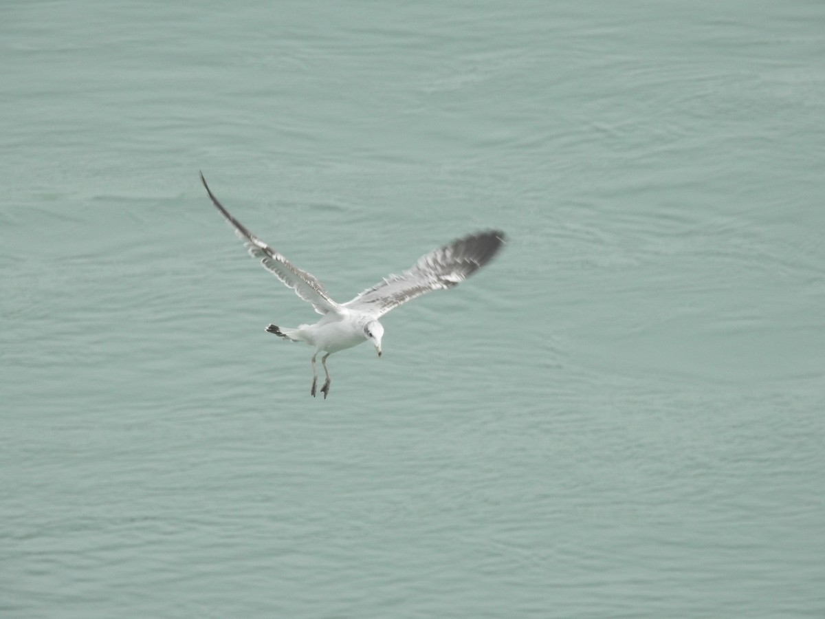 цахлай - ML411149261