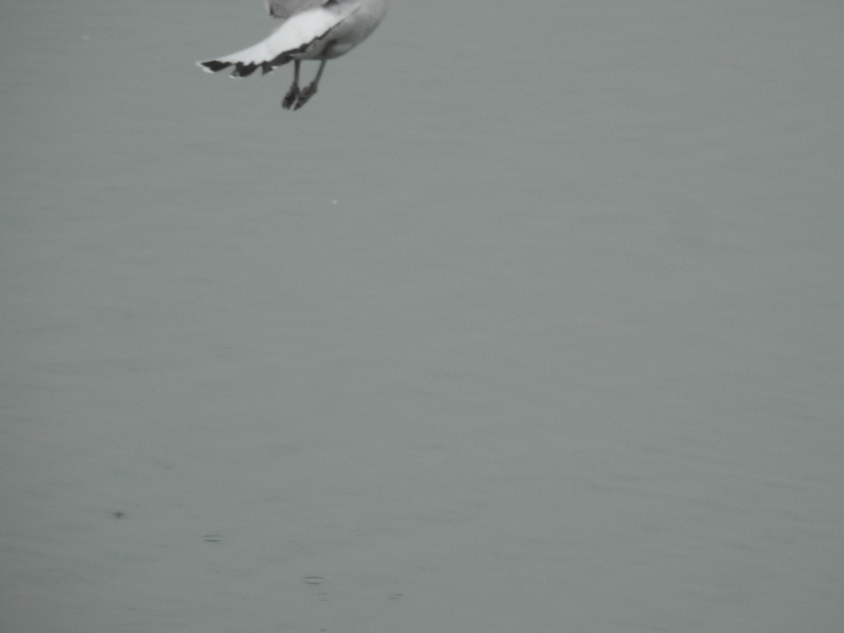 цахлай - ML411149281