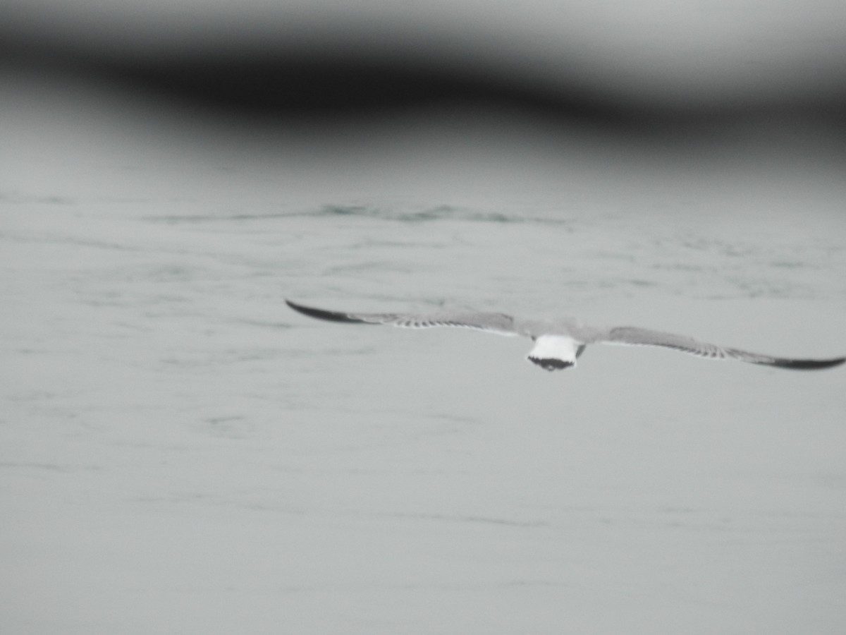 цахлай - ML411149291