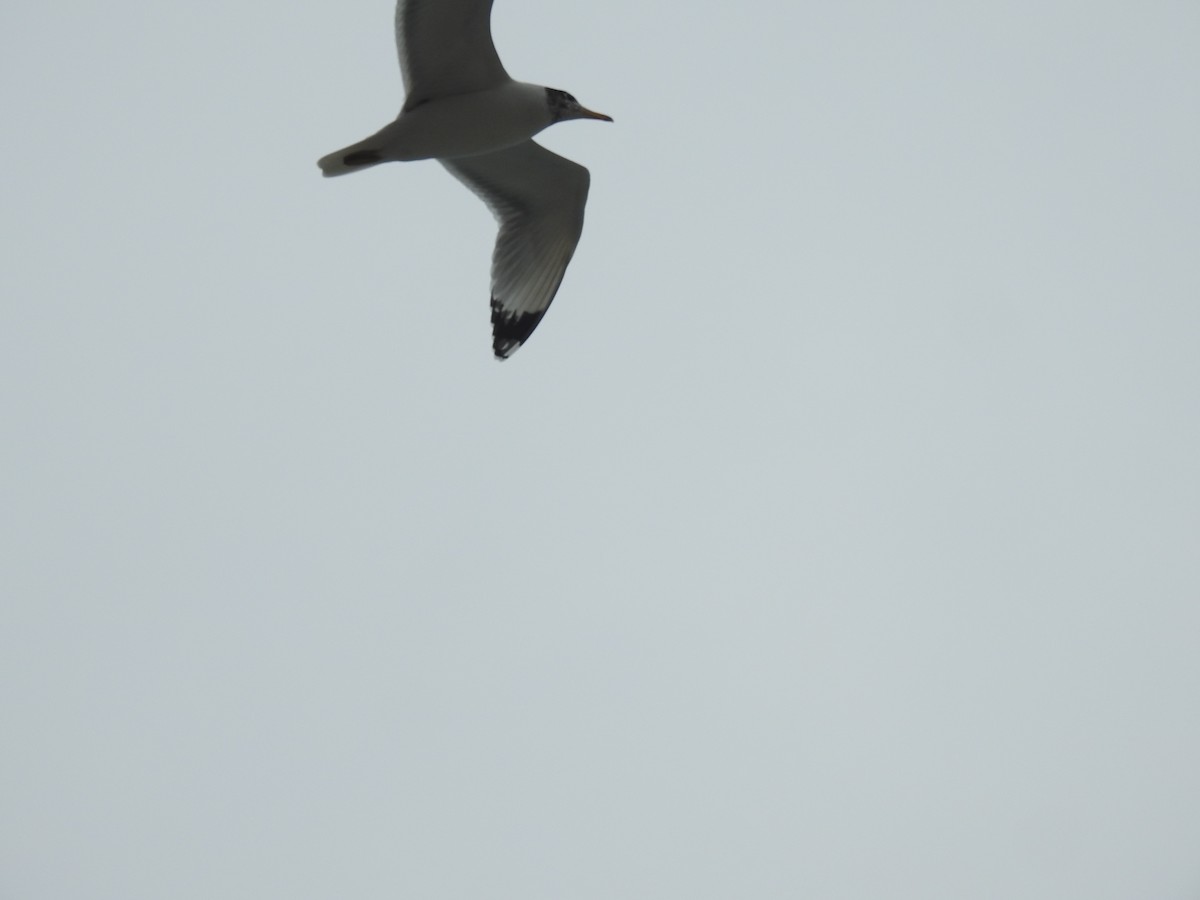 цахлай - ML411149321