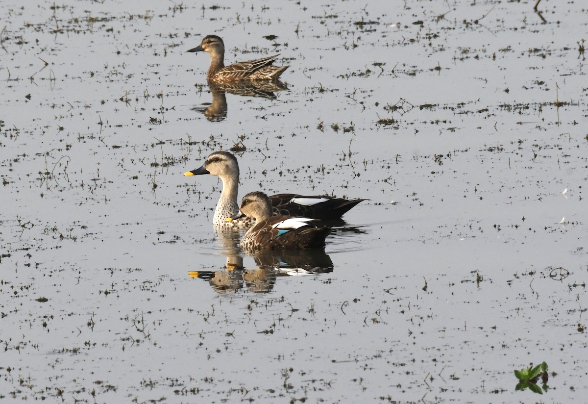 Indian Spot-billed Duck - ML411150001