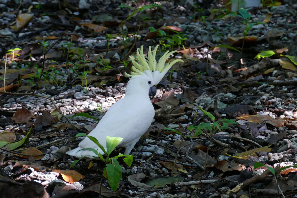 Sulphur-crested Cockatoo - ML411150071