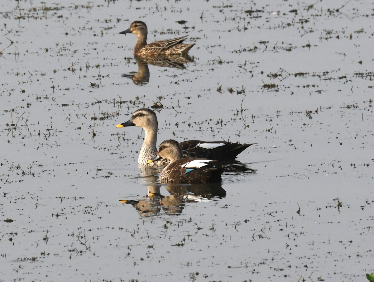 Indian Spot-billed Duck - ML411150081